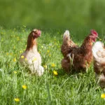 奥地利一家有机农场的放养鸡;Freilandhühner auf einem Bauernhof在Oberösterreich