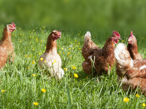 奥地利一家有机农场的放养鸡;Freilandhühner auf einem Bauernhof在Oberösterreich