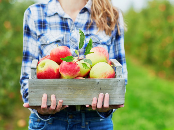 在农场，女人手握着一箱新鲜成熟的有机苹果
