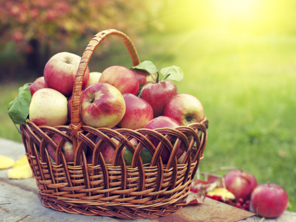 在果园的草地上放着苹果的篮子