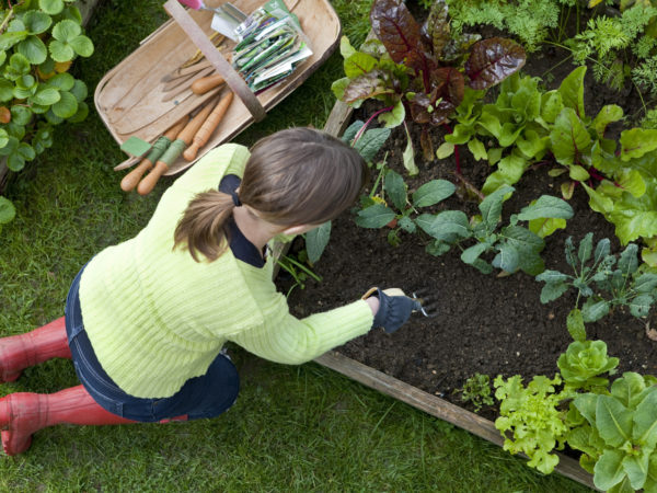 头顶上，一个穿着红色惠灵顿长靴和石灰绿色上衣的女士跪在绿色的草地上，在菜园里的一个凸起的床上除草。她身边有一个装着园艺工具和蔬菜种子的花园推车。