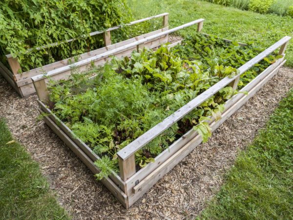后院的蔬菜花园，用木抬高的床或盒子