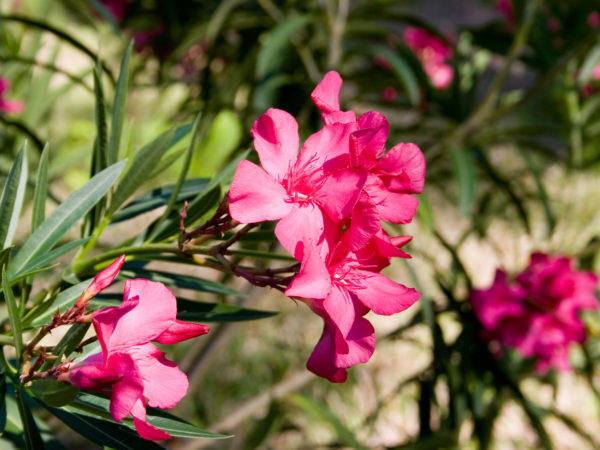 粉红夹竹桃绽放。清晨的阳光把这些花朵的鲜艳色彩衬托出来。