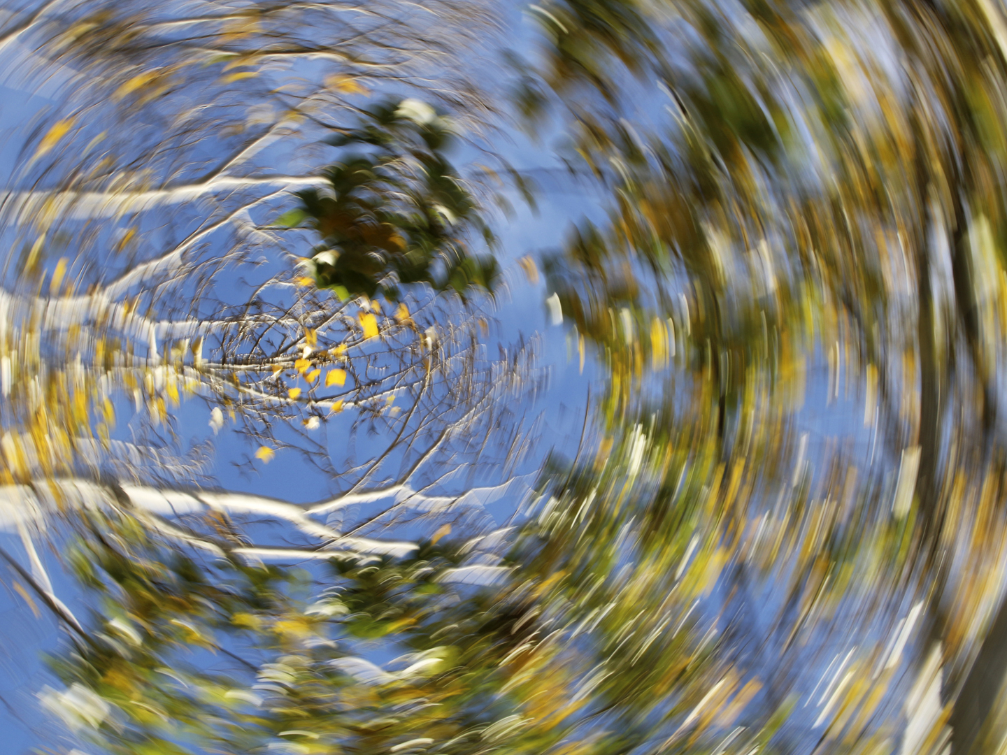 秋天五颜六色的树被转动相机模糊。