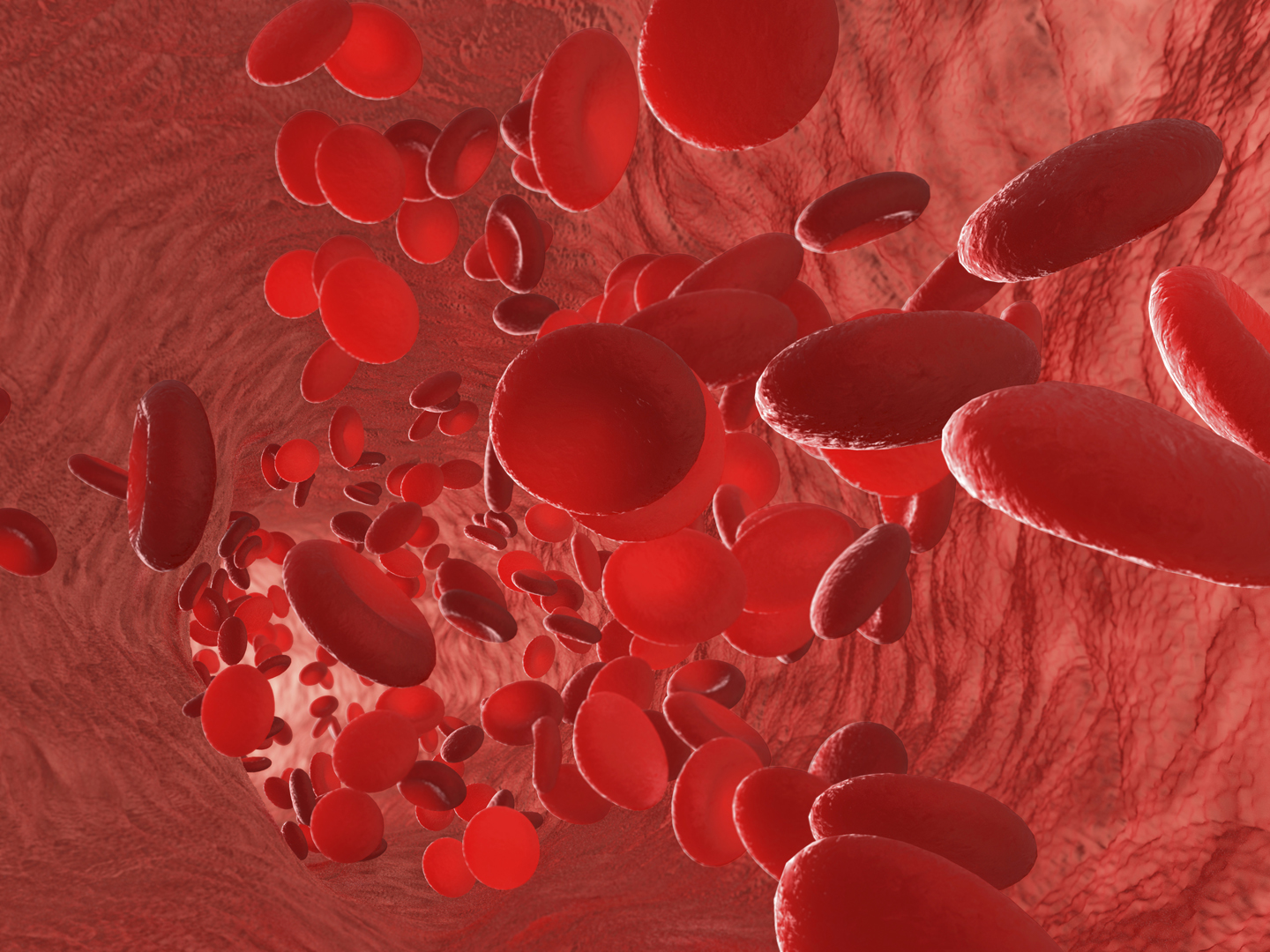 红细胞动脉或毛细血管内部的红细胞。显示内皮细胞和血流。人体解剖模型三维可视化。