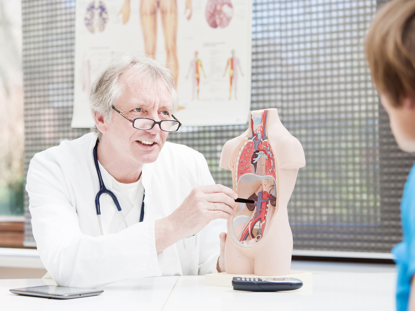 “一个成熟的医学，用一个塑料模型向病人解释肾功能。XXL大小形象!”
