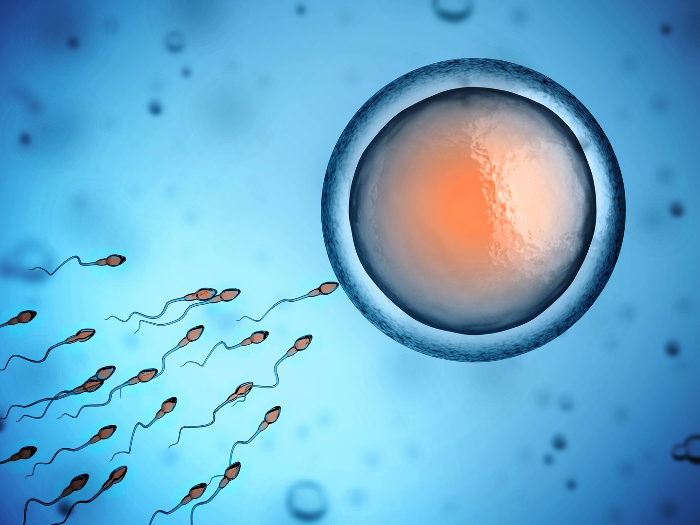 人类精子和卵细胞三维插图