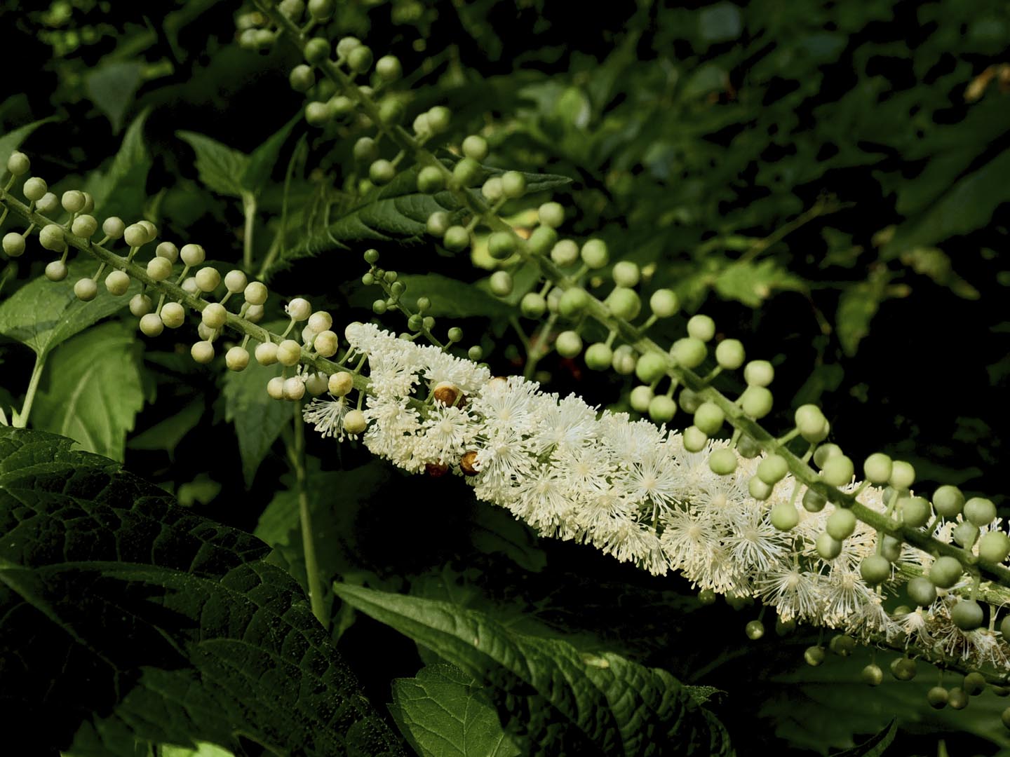 黑升麻花(Actaea racemosa)在它的自然林地设置