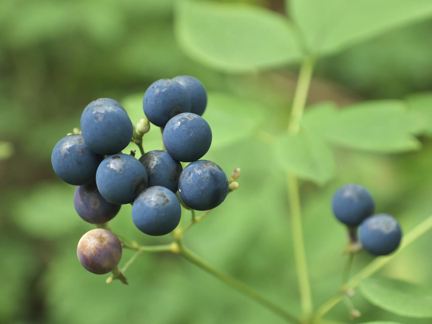 蓝升麻蓝升麻属植物(蓝升麻)的蓝色浆果，野生林地药用植物和草本植物