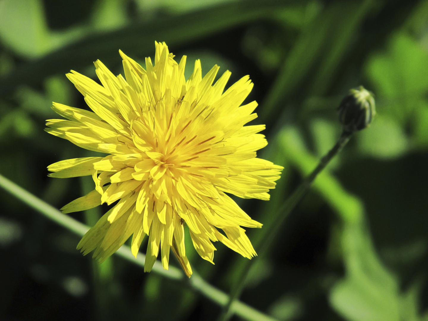 微距照片的黄色蒲公英和花蕾。