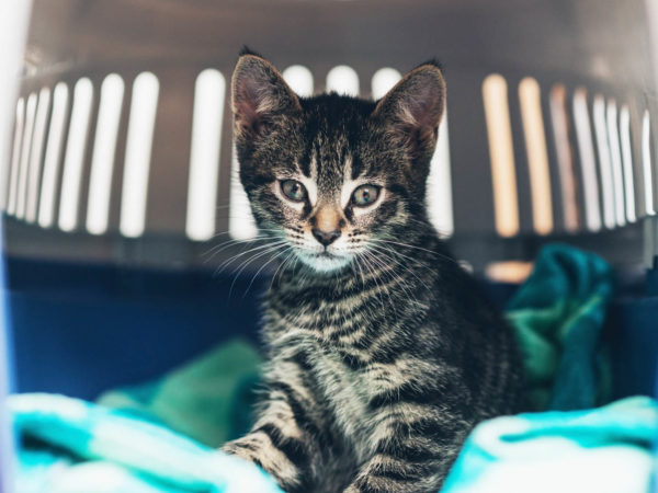 好奇可爱的小虎斑猫，大眼睛好奇地盯着相机，它坐在旅行板条箱里的蓝色毯子上