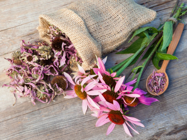 一束治愈锥花和一袋干紫锥菊花放在木板上，草药
