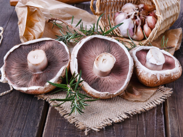 蘑菇可以抑制癌症