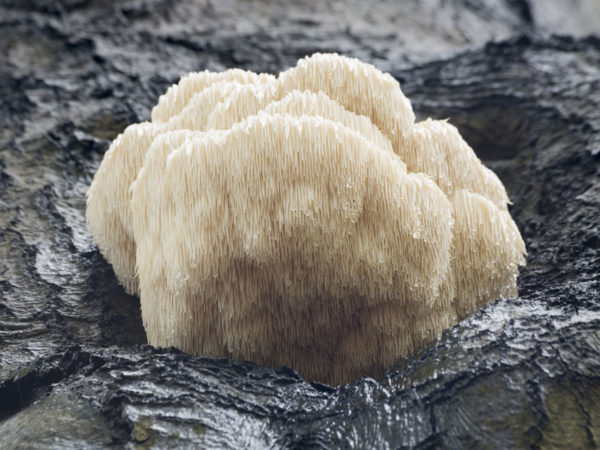 稀有的狮子鬃毛蘑菇(猴头菌)-巴恩，荷兰