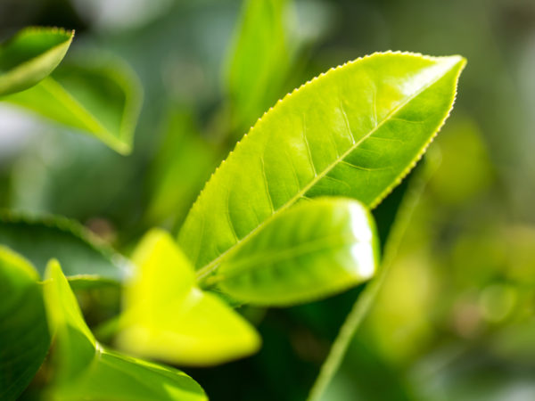 茶树油草药| | Andrew Weil,医学博士