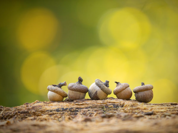 自然界的五个小橡子。秋天平衡生活