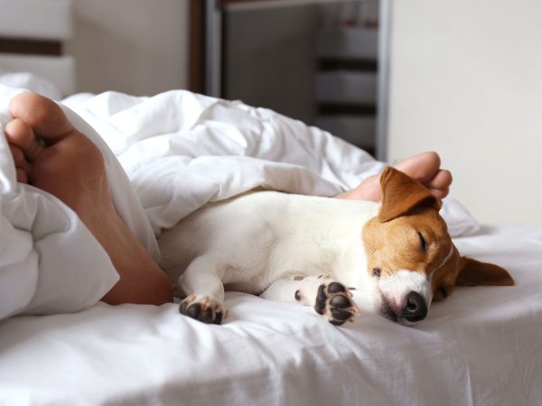 和宠物一起睡觉对健康有好处吗