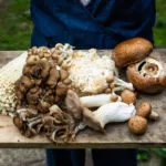 Mushrooms & Health: What’s The Latest? | Bulletins | Dr. Weil